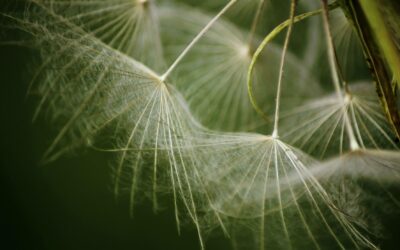 Les allergènes dans les cosmétiques bio