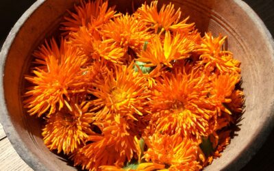 Le calendula