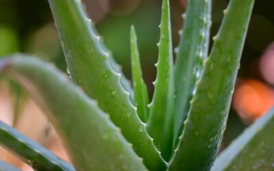 L’Aloe Vera