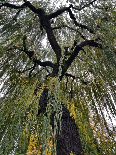 Le saule